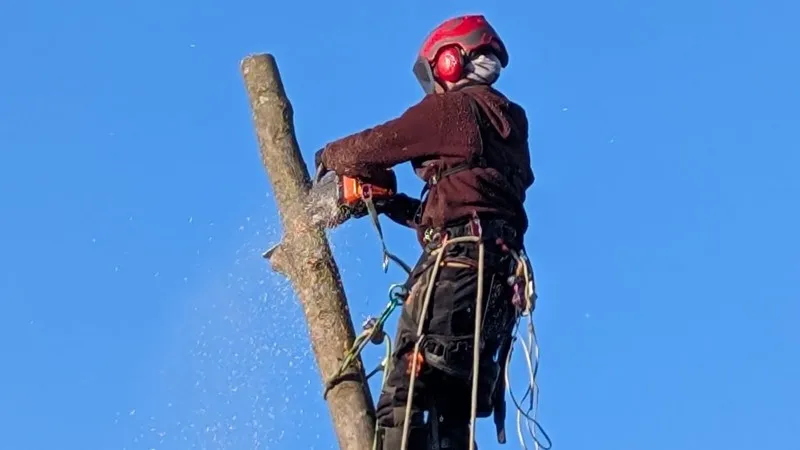 Baumfällung – Easy Tree Solution in Berlin und Brandenburg