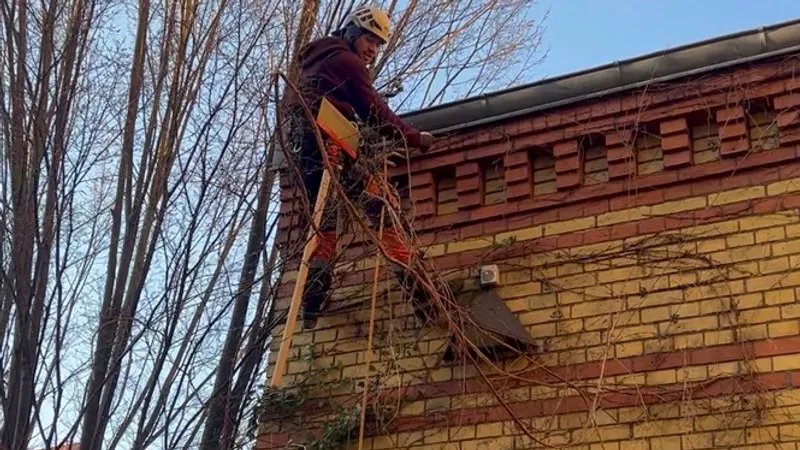 Fremdbewuchs- & Fassadenentfernung – Easy Tree Solution in Berlin und Brandenburg