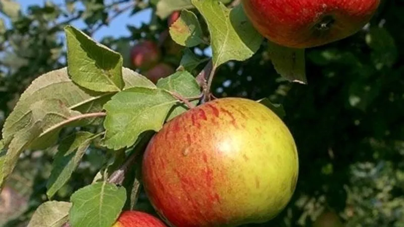 Professioneller Obstbaumschnitt – Easy Tree Solution in Berlin und Brandenburg