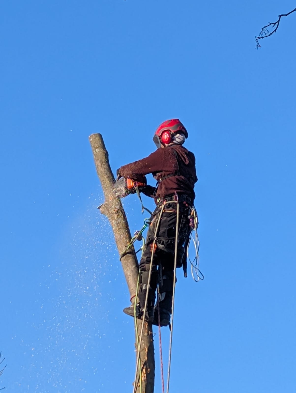 Baumfällung