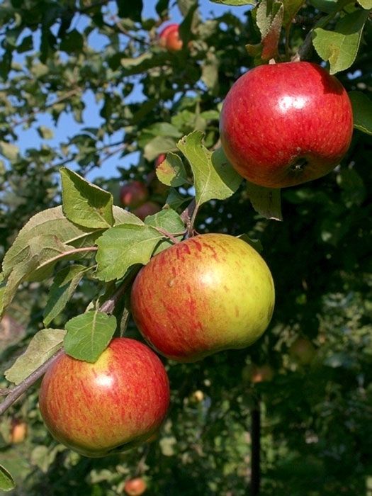 Professioneller Obstbaumschnitt