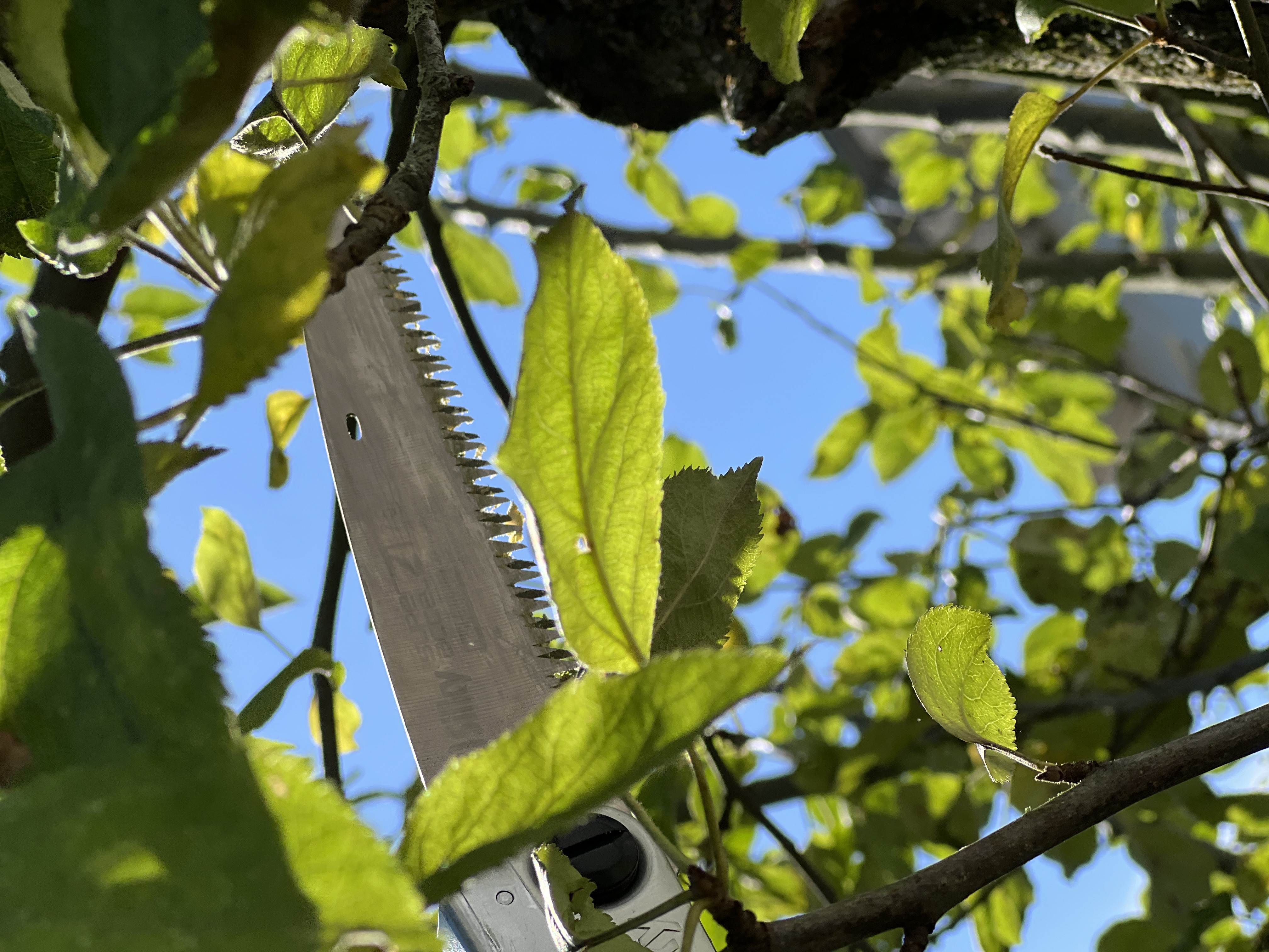 Professioneller Obstbaumschnitt – Bild 2